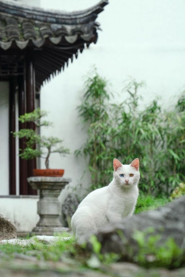 财聚配资 猫界颜值也内卷？