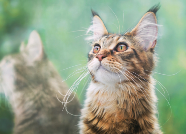 盈透科技 缅因猫的迷人风采