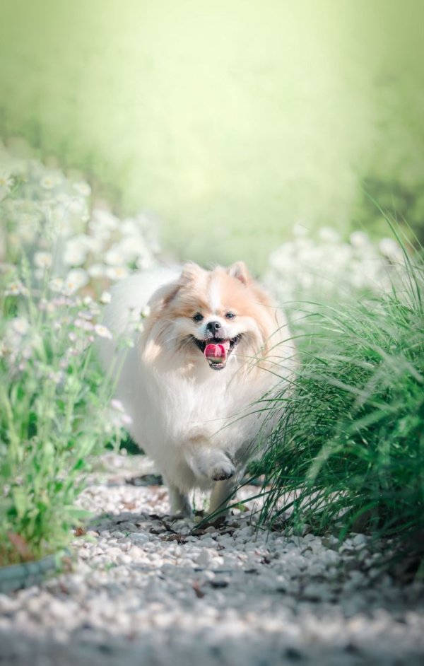 点点金 犬种辨识小课堂
