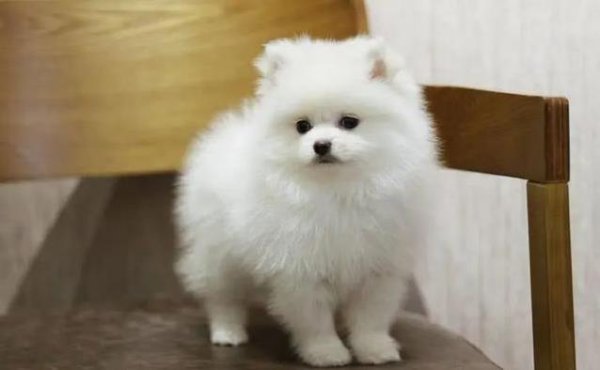 顺发配资 博美幼犬到家第一天，喂养秘籍大公开，你敢试吗？